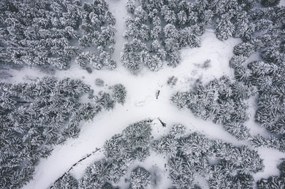 被雪覆盖的树木的航空摄影